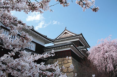 ≪新潟バス/中下越発着≫春色美しい桜でつなぐ信州名城めぐりの旅 2日間 この時期だけの名城と桜の競艶!2